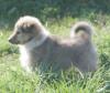 2 Sheltie Hündinnen (Welpen) suchen ein neues Zuhause