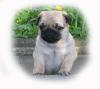 VDH FCI Mopswelpen Mops beige gesund,  freiatmend,  rassetypisch