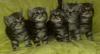 süsse Whiskaskätzchen in black-silver-tabby-classic