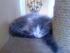 Main-Coon/  Birma Kitten