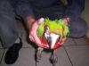 Ara - Baby ,  dunkelrot x Gelbbrust,  1400, -Euro