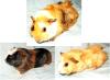 junge Meerschweinchen