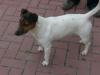 REINRASSIGER JACK RUSSELL RÜDE