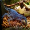 Blaue Floridakrebse 3-6 cm je nur 2, 00 EURO