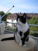 HILFE! suche neue Katzenmutter/ Vater für Ronja,  München