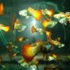 Diverse Guppys /  Schwertträger /  Gold Mollys abzugeben