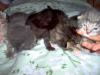 Maine Coone/ Rusisch Blau Kitten abzugeben