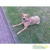 Susi  Rhodesian Ridgeback-DSH-Mix  sucht dringend neues zuhause