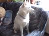 Weißer Husky