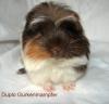 Gurkenmampfer,  Rassemeerschweinchen aus dem Ruhrgebiet