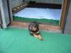 Reinrassige Rottweilerwelpen mit Papiere