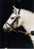 Hübsches G-Pony und Haffi suchen Reitbeteiligung!!!