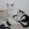 Katzenbabys 3 Monate alt!