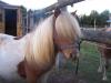 Traumhafte,  kleine Mini Shetland Jährlings Stute