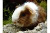 Meerschweinchen w & m suchen ganz dringend eine neue Familie 