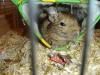 Degupärchen abzugeben (Vogelvoliere kann mitgekauft werden)