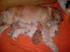 Golden Retriever Welpen