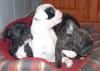 Französisch Bulldogg,  noch 1 kleine Hündin und 2 Rüden,  10 Wochen