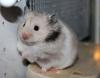 süsses Teddyhamsterchen sucht neuen Körnergeber