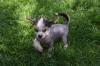 Bildhübscher Chinese Crested Welpe Rüde haarlos