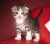 Zuckersüße Scottish Fold Kitten!!!