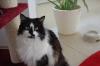 schwarz-weiße langhaarige Katze in Egelsbach vermisst !