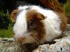 Meerschweinchen weibl suchen dringend eine neue Familie 