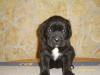 Cane Corso Welpen aus Champion Linie