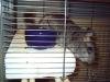 chinchilla