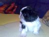 Shih-Tzu  Welpe