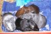 Junge Meerschweinchen