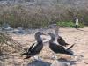 Kleine Kreuzfahrt Galapagos mit MS GALAPAGOS EXPLORER II