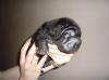 Sharpei Welpen noch verfügbar mit Stammbaum,  Garantie usw.