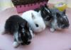 Zwerghasenbabys