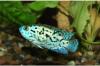 Oktofasciatus BLUE DEMPSEY RARITÄT!! 