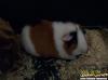 2 süsse meerschweinchen/ weiblich