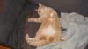 kater vermisst