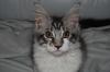 Maine Coon Kitten mit Papieren