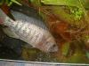 Tilapia Niltilapia    Oreochromis niloticus