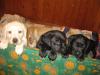 Kuschelige,  hübsche Labradorwelpen
