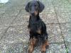 Dobermannwelpen mit Papieren ab Mai 2010 abzugeben