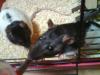 Ratten abzugeben incl. großen Käfig