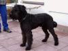 Bouvier de Flandres