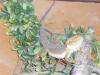 Bartagame mit Terrarium abzugeben