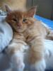 Maine Coon of Uranustigers.com