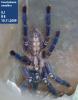 Poecilotheria metallica