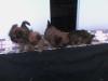 Malteser - Jack Russel - Mix - Welpen