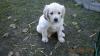 Endlich! sind die kleinen Golden Retrieverbabys da.