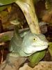 Zwei Stirnlappenbasilisken Basiliscus plumifrons