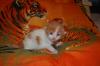 Traumhaft schöne Maine Coon Babys